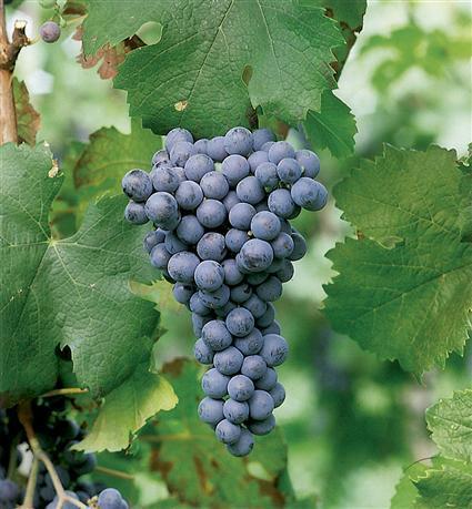 Blue Outdoor Grape 'Rondo' / 'Golubok'