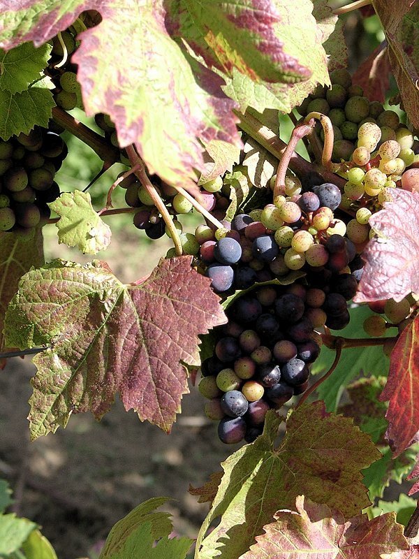 Blue Outdoor Grape 'Rondo' / 'Golubok'
