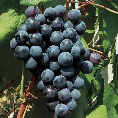 Blauwe Buitendruif 'Schuyler'