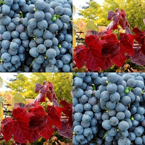 Blauwe Buitendruif 'Spetchley Red'