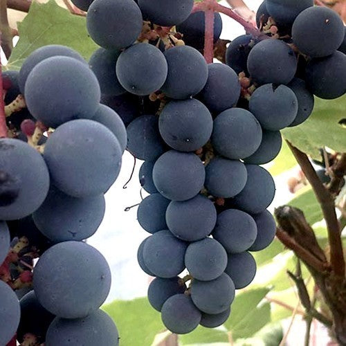 Blauwe Buitendruif 'Summer Sweet'