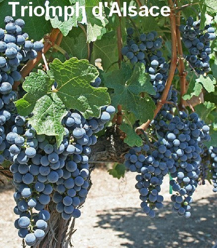 Blue Outdoor Grape 'Triomph d'Alsace'
