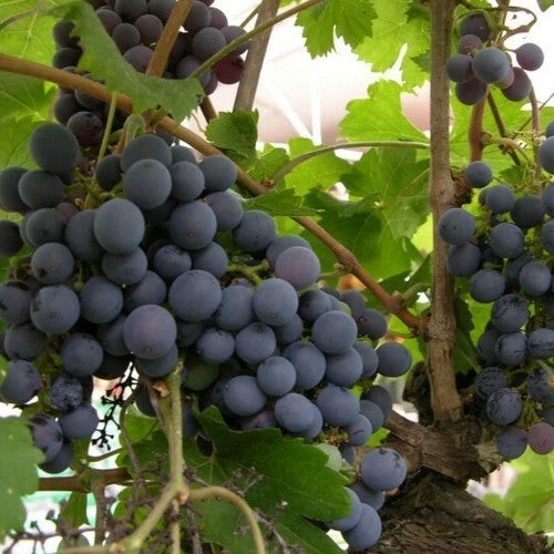 Blauwe Buitendruif 'Zilga'