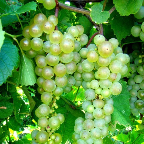 Witte Buitendruif 'Aurore'