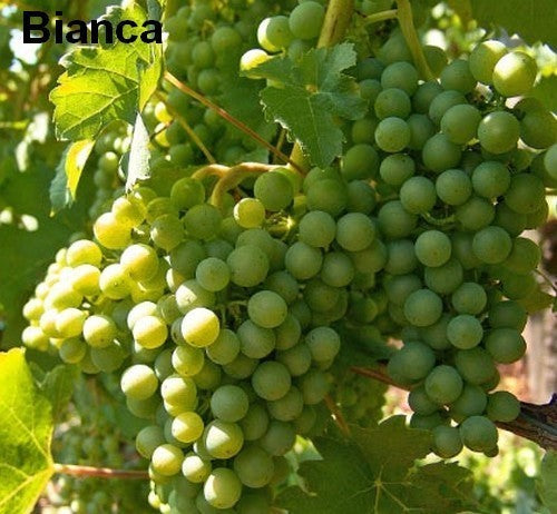 Witte Buitendruif 'Bianca'