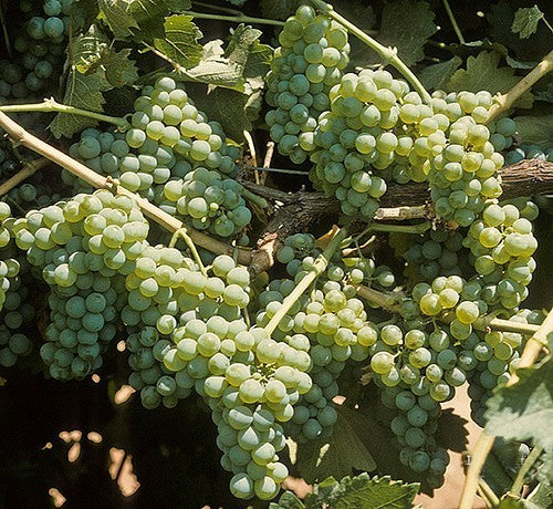 Witte Buitendruif 'Bianca'