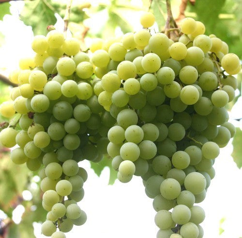 Witte Buitendruif 'Birstaler Muskat' / 'Goldlife Muscat'