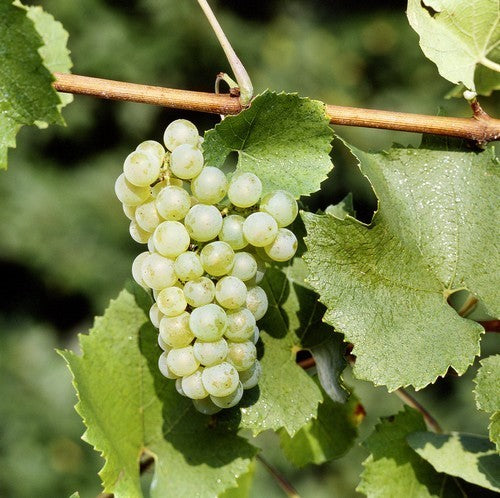 Witte Buitendruif 'Chardonnay'