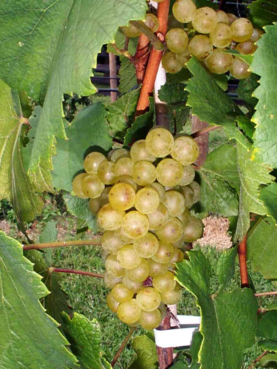 Witte Buitendruif 'Chardonnay'