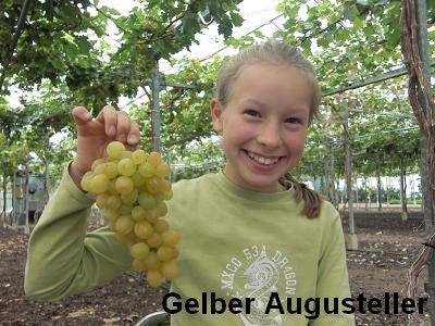 Gele Buitendruif 'Fanny'