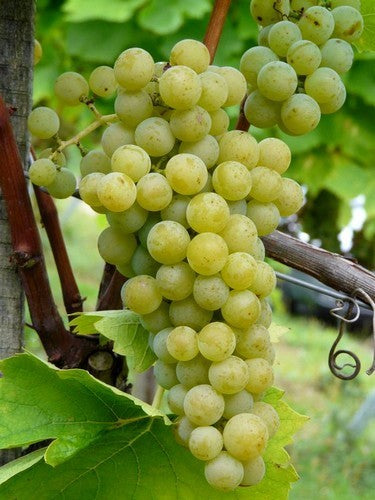 White Outdoor Grape 'Muscaris'
