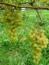 Witte Buitendruif 'Palatina'
