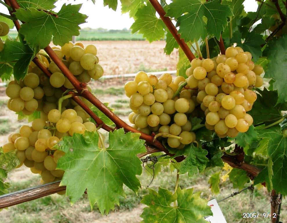 Witte Buitendruif 'Palatina'
