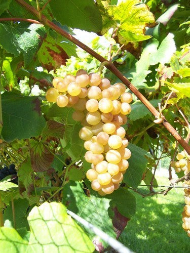 Witte Buitendruif 'Primavera' / 'Solaris'