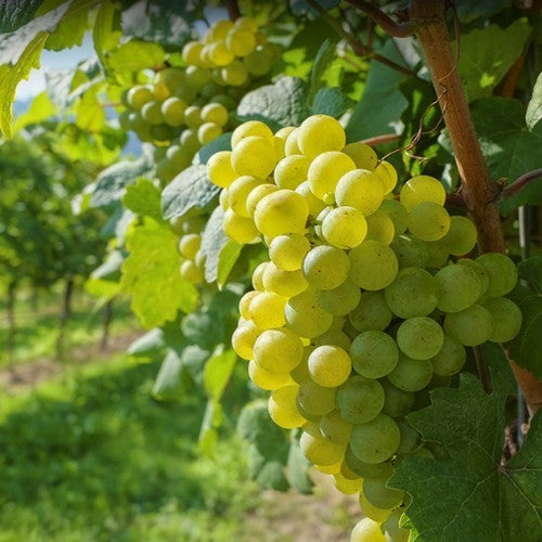 Witte Buitendruif 'Riesling'
