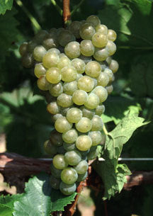 Witte Buitendruif 'Seyval Blanc'