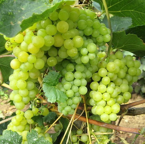 Witte Buitendruif 'Seyval Blanc'