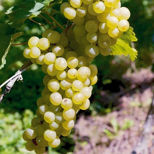 Witte Buitendruif 'Sukribe'
