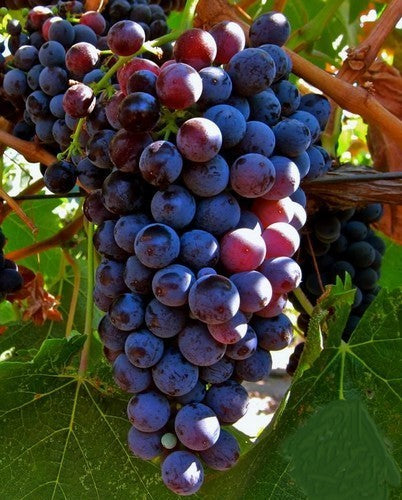 Blauwe Kasdruif 'Black Alicante'