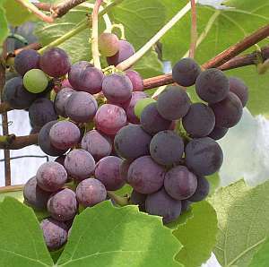 Blauwe Kasdruif 'Black Alicante'