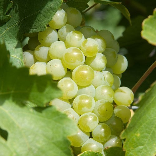 White Greenhouse Grape 'Golden Champion'