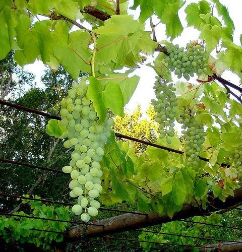 Witte Kasdruif 'Muscaat van Alexandrië'