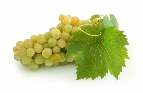 White (Greenhouse) Grape 'Pollux'