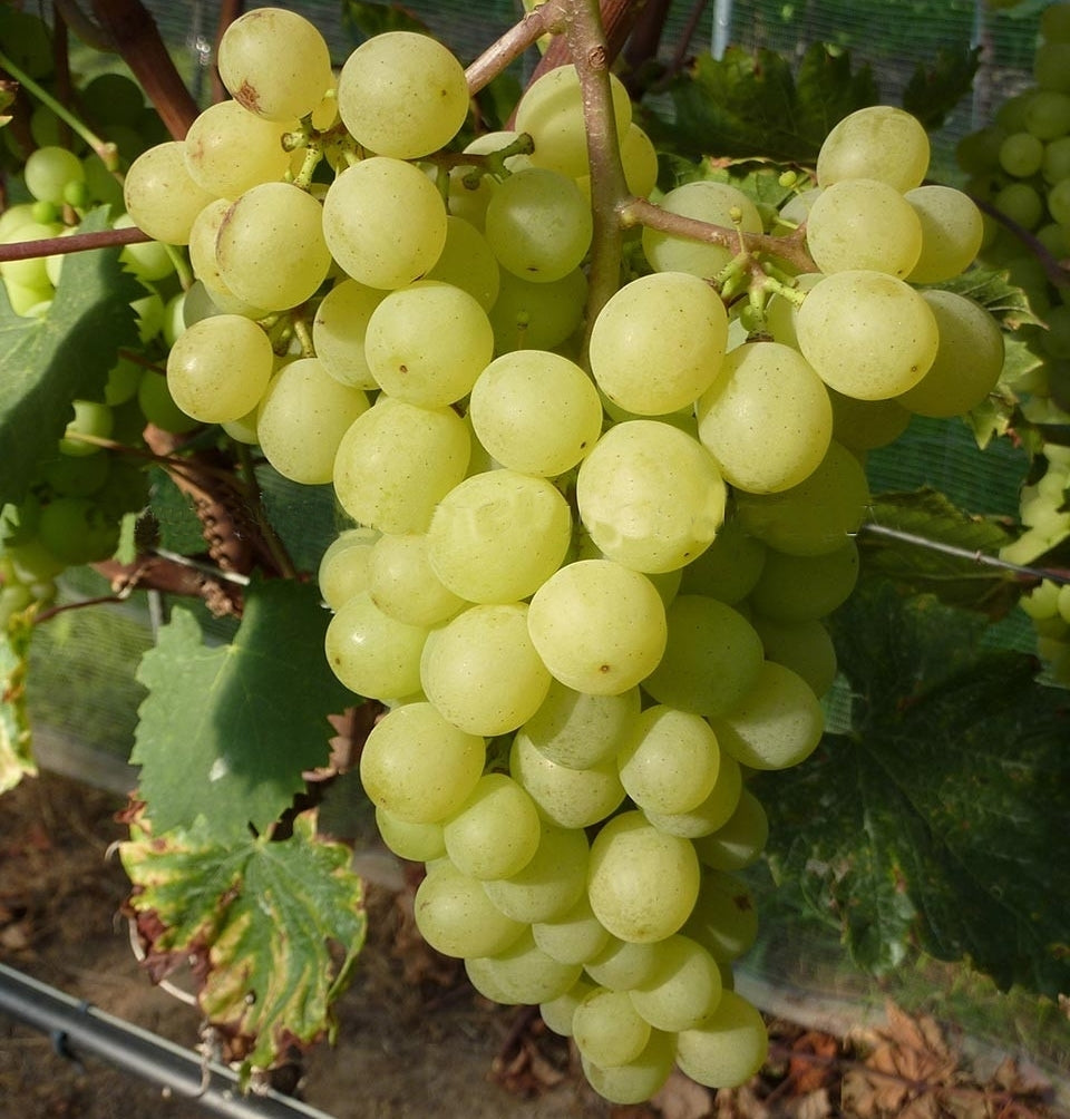 Seedless White Grape 'Evita'