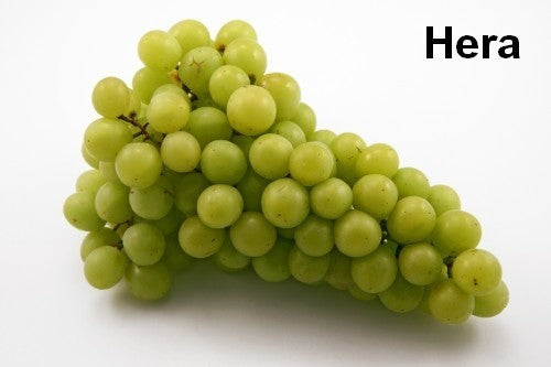 Pitloze Witte Druif 'Hera'