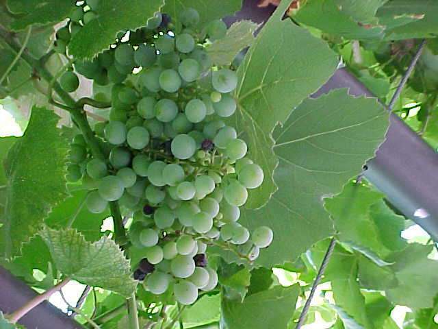 Pitloze Witte Druif 'Himrod'