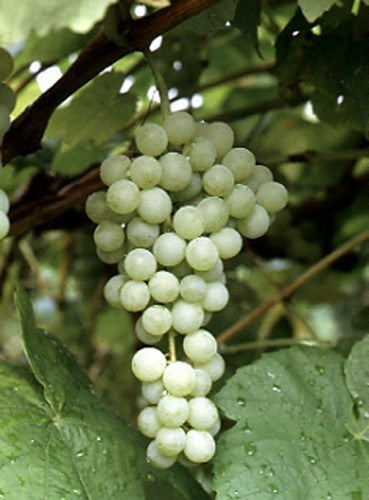 Pitloze Witte Druif 'Himrod'
