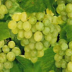 Pitloze Witte Druif 'Lakemont'