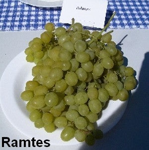 Pitloze Witte Druif 'Ramtes' / 'Ramdes'