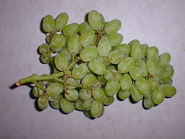 Pitloze Witte Druif 'Ramtes' / 'Ramdes'