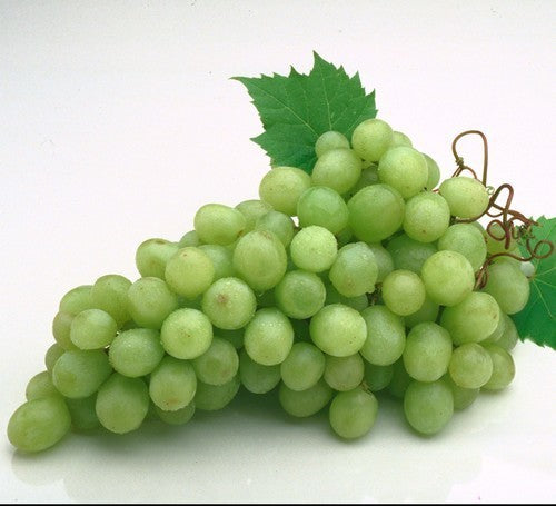Seedless White Grape 'RS 11'
