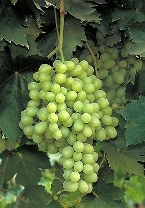 Seedless White Grape 'RS 11'