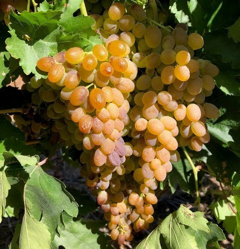 Pitloze Witte Druif 'Selma Pete'