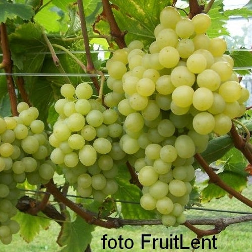 Seedless White Grape 'Stefanie' / 'Stephanie'