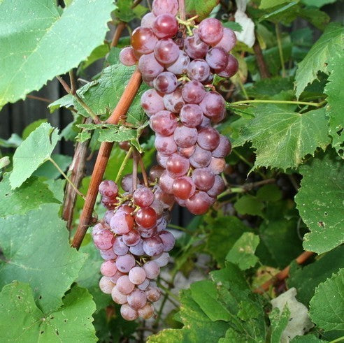 Pitloze Rode Druif 'Canadice (NY 45625)'