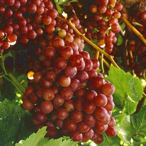 Pitloze Rode Druif 'Red Flame' / 'Crimson Seedless'