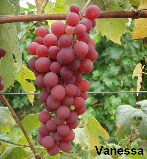 Pitloze Rode Druif 'Vanessa'