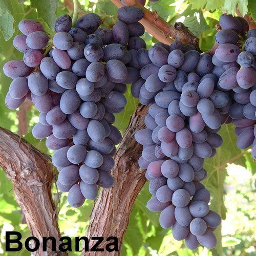 Seedless Blue Grape 'Bonanza'