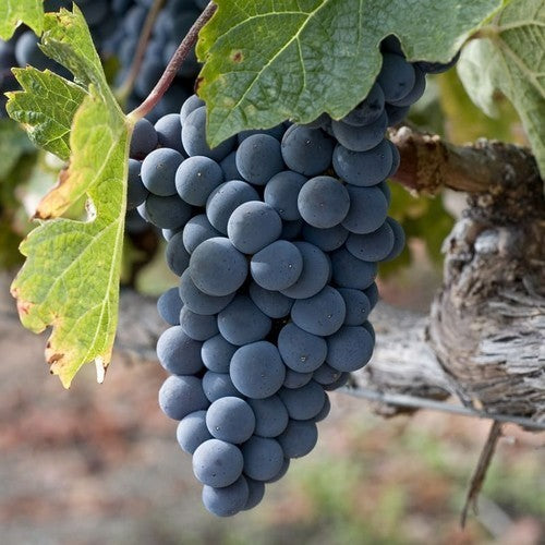 Seedless Blue Grape 'Eddy's Blue Wonder'