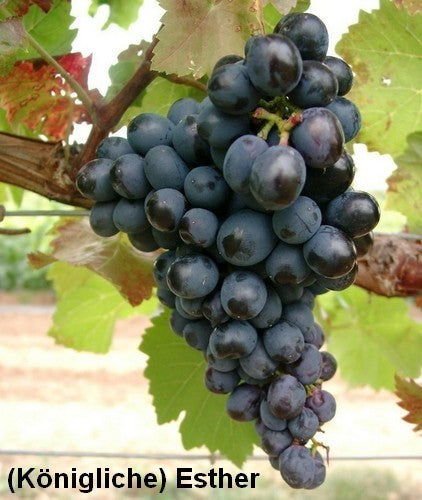 Seedless Blue Grape 'Königliche Esther' / 'Esther'