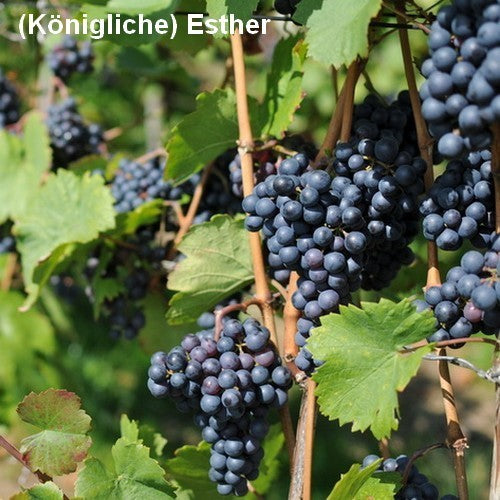 Seedless Blue Grape 'Königliche Esther' / 'Esther'