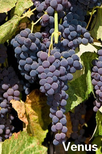 Pitloze Blauwe Druif 'Venus'
