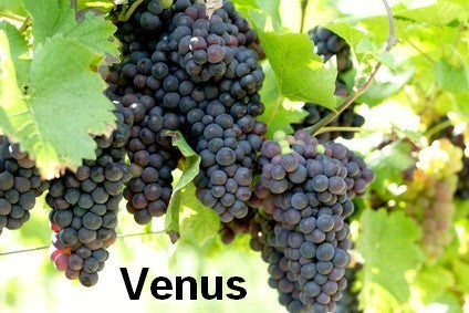 Pitloze Blauwe Druif 'Venus'