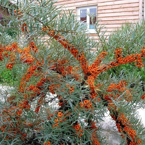 Duindoorn, Vrouwelijk 'Leikora'