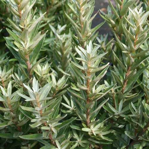 Duindoorn, Mannelijk 'Hikul'
