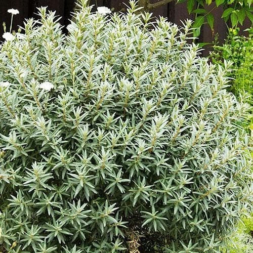 Duindoorn, Mannelijk 'Hikul'